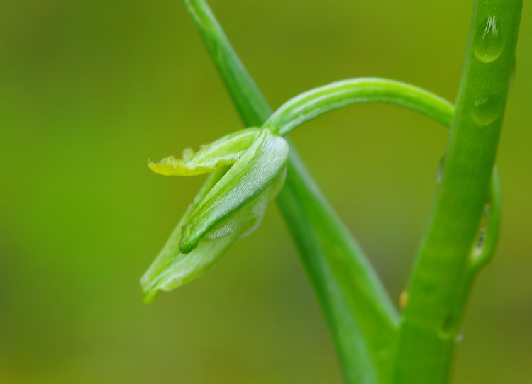 Lusus di Ophrys